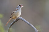 Image. Cinnamon-tailed Sparrow