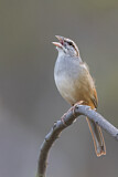 Image. Cinnamon-tailed Sparrow