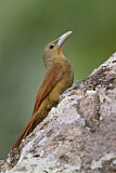 Image. Cinnamon-throated Woodcreeper