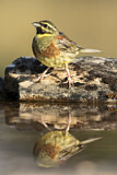 Image. Cirl Bunting