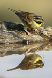 Image. Cirl Bunting
