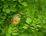 Image. Cirl Bunting