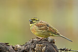 Image. Cirl Bunting