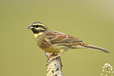 Image. Cirl Bunting