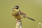 Image. Cirl Bunting