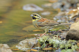 Image. Cirl Bunting
