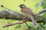 Image. Cirl Bunting