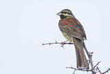 Image. Cirl Bunting