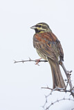 Image. Cirl Bunting