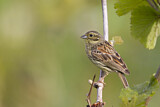 Image. Cirl Bunting
