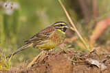 Image. Cirl Bunting
