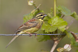 Image. Cirl Bunting