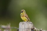 Image. Cirl Bunting