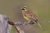 Image. Cirl Bunting