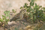 Image. Cirl Bunting