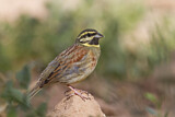 Image. Cirl Bunting