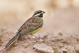 Image. Cirl Bunting
