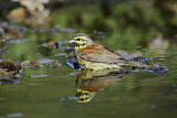 Image. Cirl Bunting