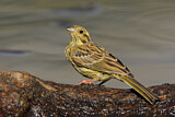 Image. Cirl Bunting