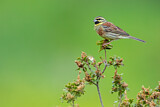 Image. Cirl Bunting
