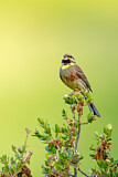 Image. Cirl Bunting