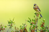 Image. Cirl Bunting