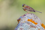 Image. Cirl Bunting