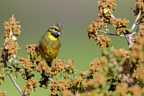 Image. Cirl Bunting