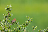 Image. Cirl Bunting