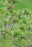 Image. Cirl Bunting
