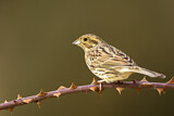 Image. Cirl Bunting