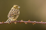 Image. Cirl Bunting