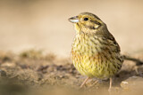 Image. Cirl Bunting