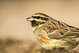 Image. Cirl Bunting