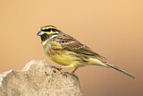 Image. Cirl Bunting