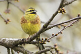 Image. Cirl Bunting