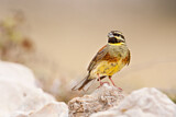 Image. Cirl Bunting