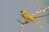 Image. Cirl Bunting