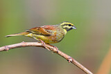 Image. Cirl Bunting