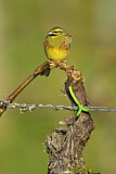 Image. Cirl Bunting