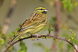 Image. Cirl Bunting