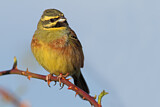 Image. Cirl Bunting
