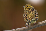 Image. Cirl Bunting