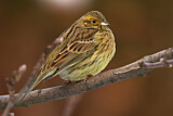 Image. Cirl Bunting