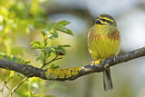 Image. Cirl Bunting