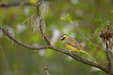 Image. Cirl Bunting
