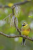 Image. Cirl Bunting
