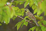 Image. Cirl Bunting