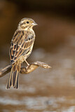 Image. Cirl Bunting