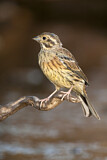 Image. Cirl Bunting